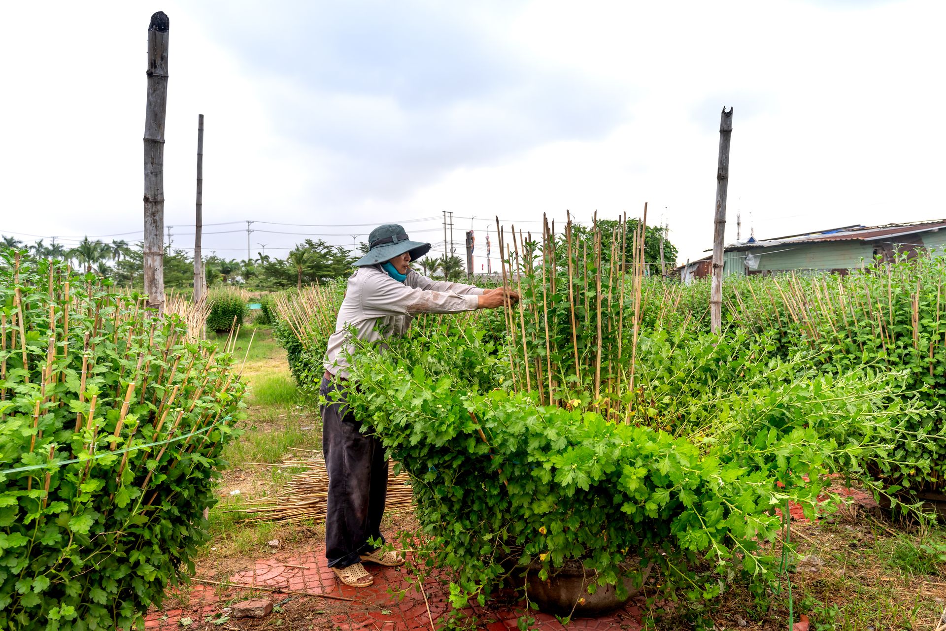 A farmer in a hat tends to lush green plants in a rural outdoor farm setting, showcasing agriculture.