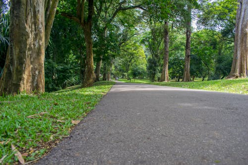 Free stock photo of garden, walkway