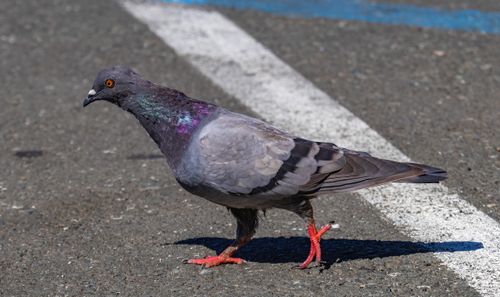 Free An urban pigeon walking along a grey asphalt road with vibrant surroundings. Stock Photo