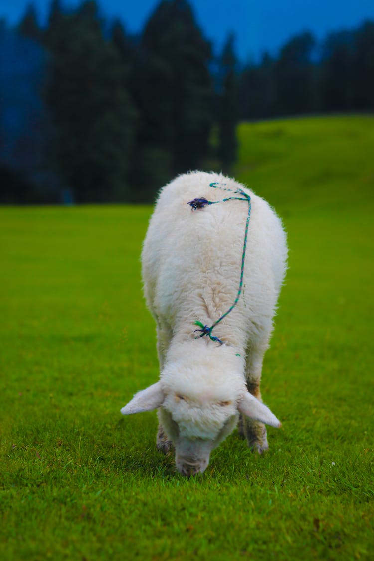 A Sheep Eating Grass 