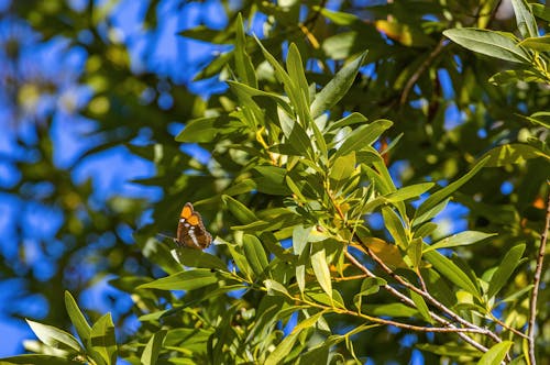 バタフライ, 昆虫, 止まり木の無料の写真素材