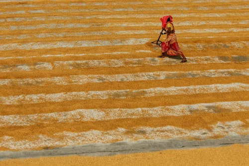 A Woman Plowing the Grains on the Ground