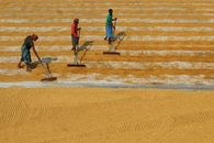 Farmers in Habra, India, drying grains in an open field under the sun.