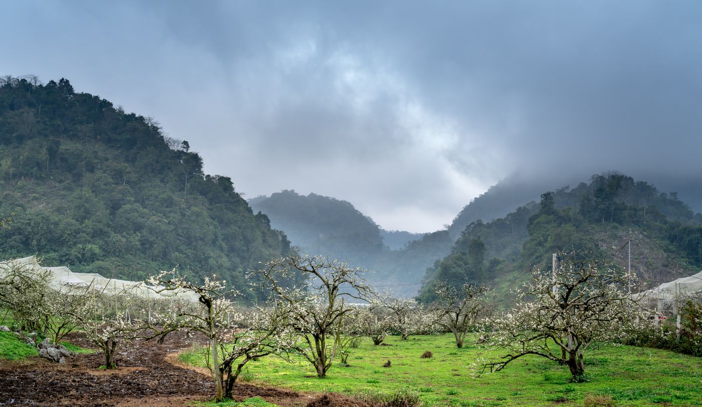 Mist settling over a row of old fruit trees at dawn, photo by Quang Nguyen Vinh on Pexels