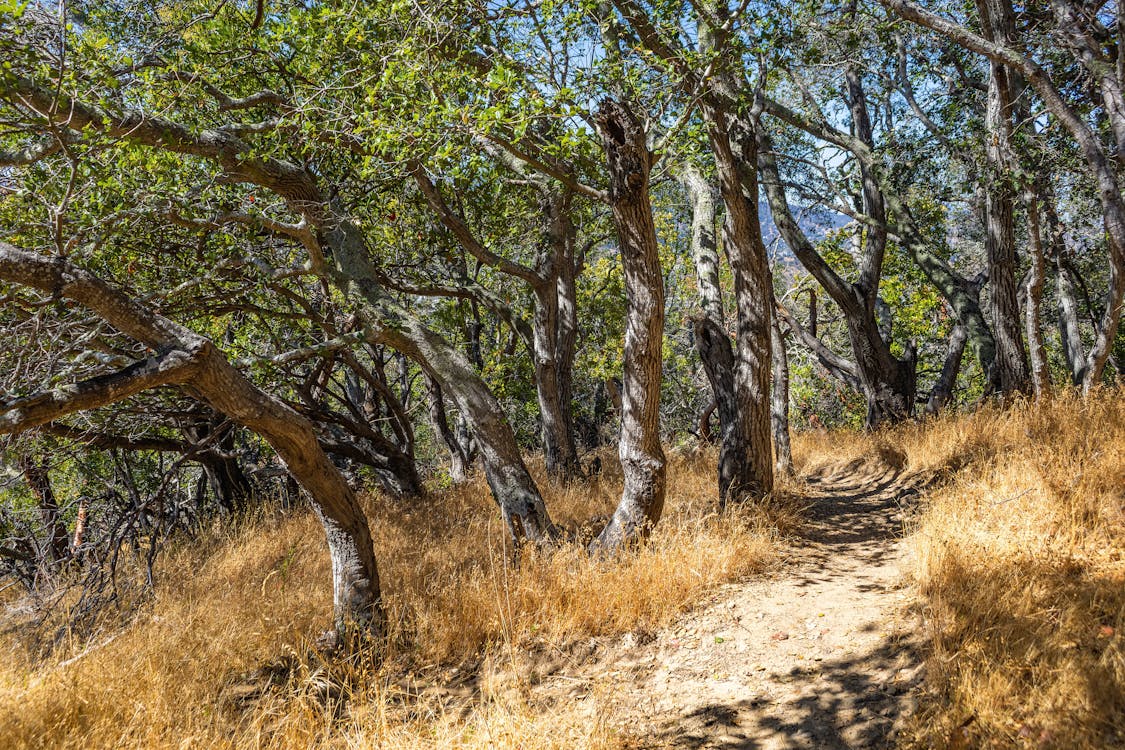 Footpath among Trees · Free Stock Photo