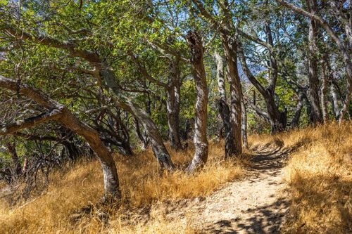 Free Explore a tranquil forest path surrounded by lush trees and golden grass in sunlight. Stock Photo