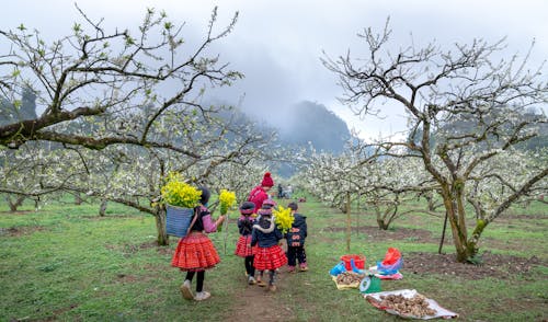 Immagine gratuita di alberi, attrazione turistica, azienda agricola