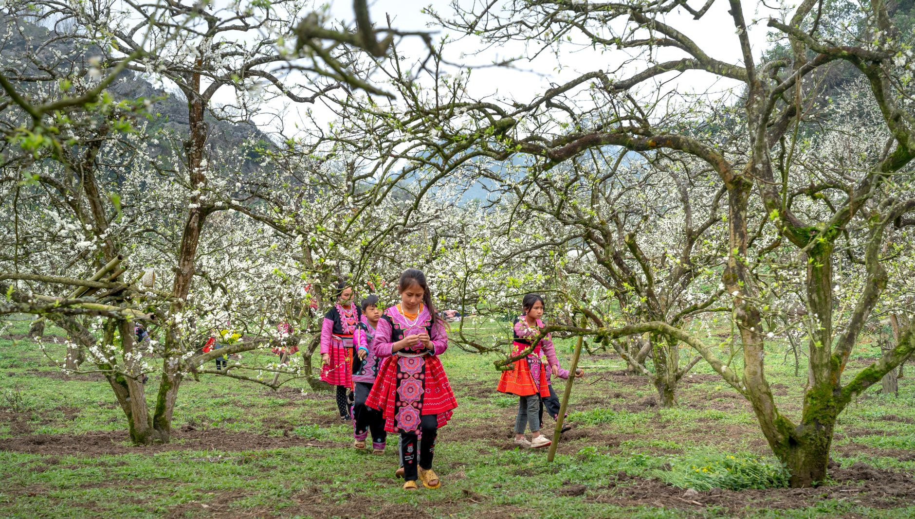 Children wearing traditional clothing walk through a blooming plum orchard in Vietnam.