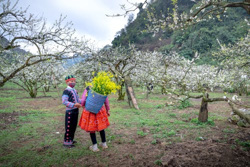 Immagine gratuita di abbigliamento tradizionale, agricoltura, alberi