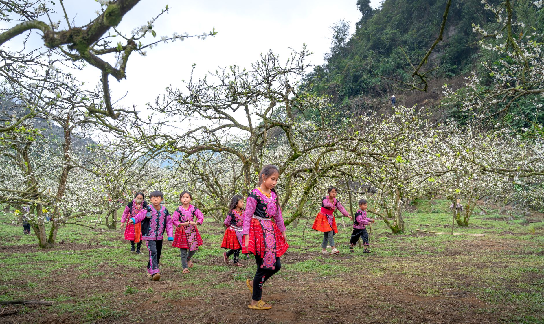 Group of children in traditional clothing enjoying a plum orchard in spring.
