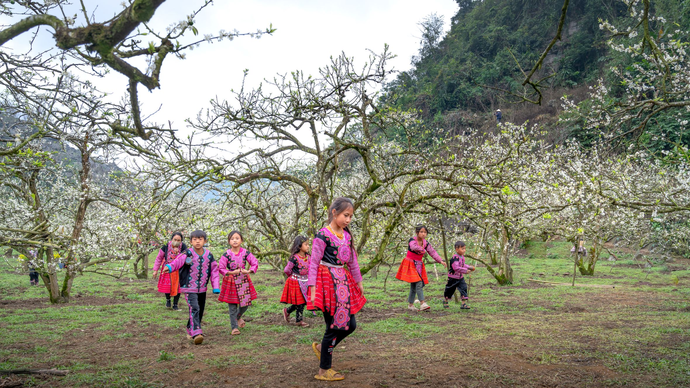 Group of children in traditional clothing enjoying a plum orchard in spring.