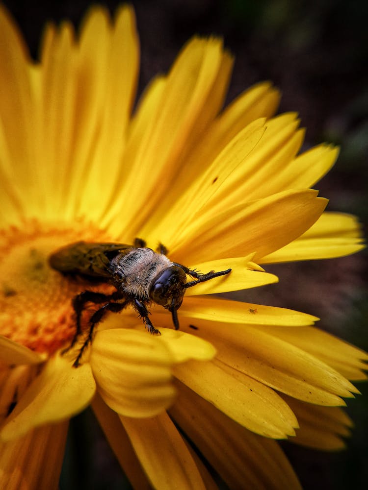 A Bee On A Sunflower