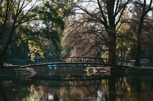 Wooden Bridge on the Lake