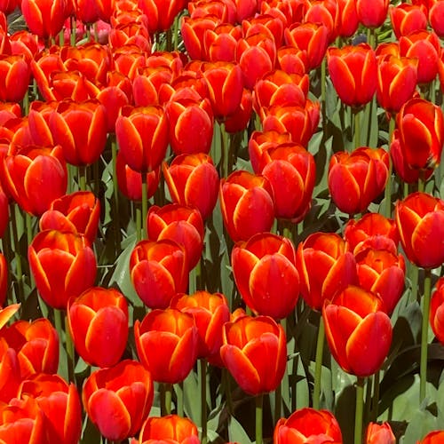 Foto d'estoc gratuïta de flors boniques, llit de flors, tulipes taronges