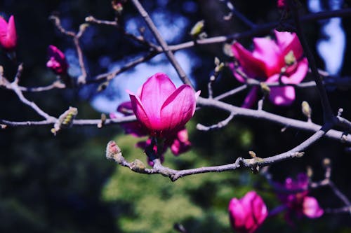 Fotobanka s bezplatnými fotkami na tému magnólia, nádherné kvety