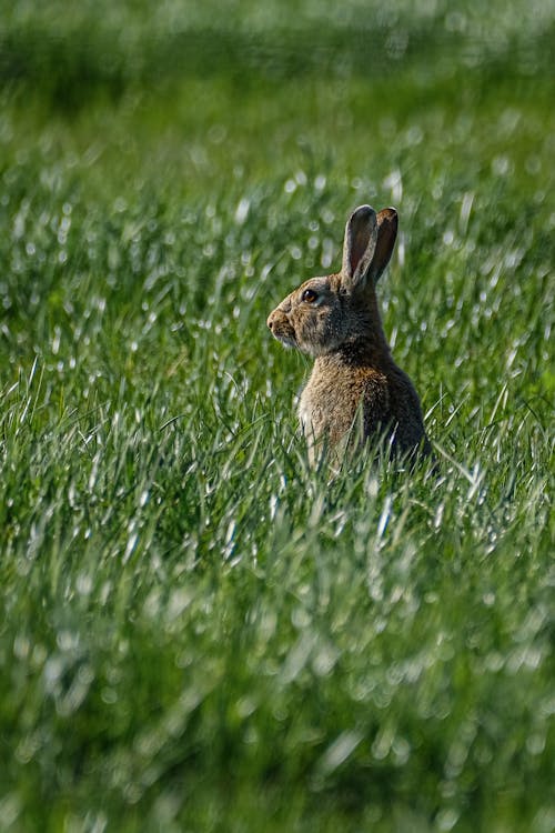 Free Photo of a Rabbit on the Gras Stock Photo