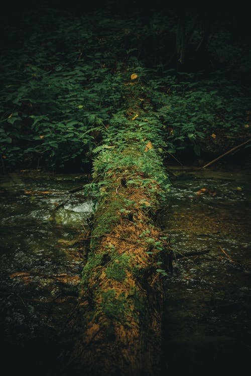 Immagine gratuita di crescendo, fiume, foresta