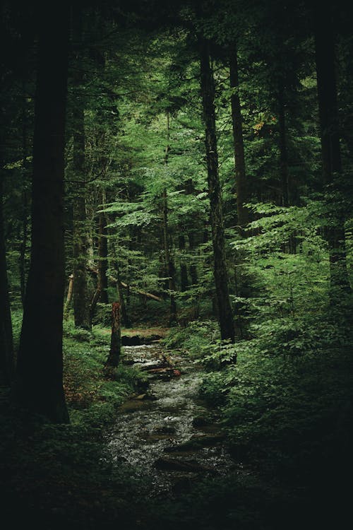 dark green forest hd