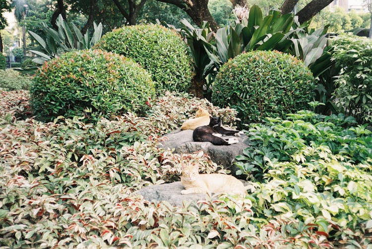 Cats Lying Down Among Leaves And Stones