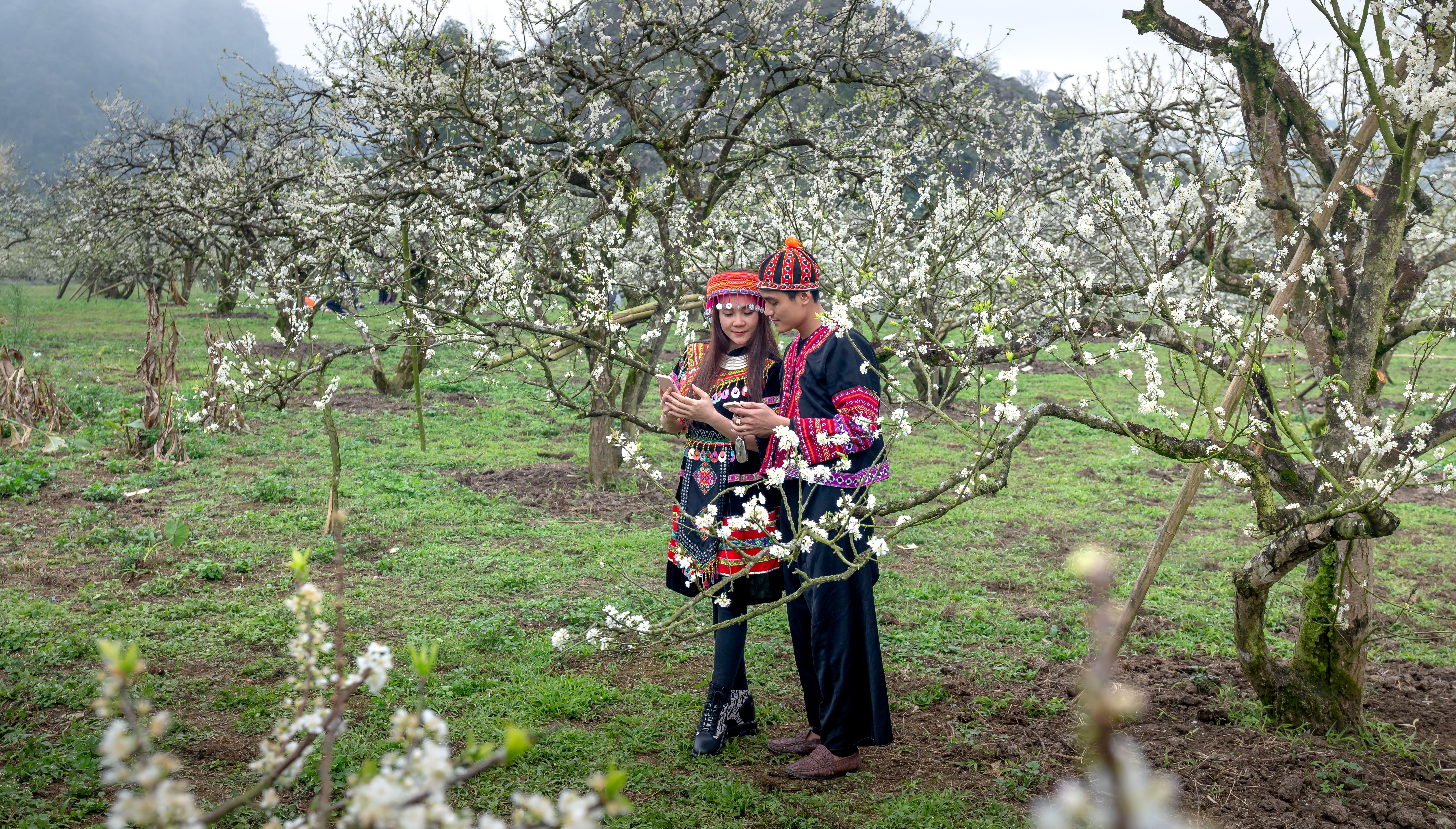 Couple in vibrant traditional attire in a blossoming plum orchard, Vietnam.