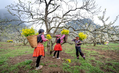 Immagine gratuita di agricoltura, azienda agricola, cestini