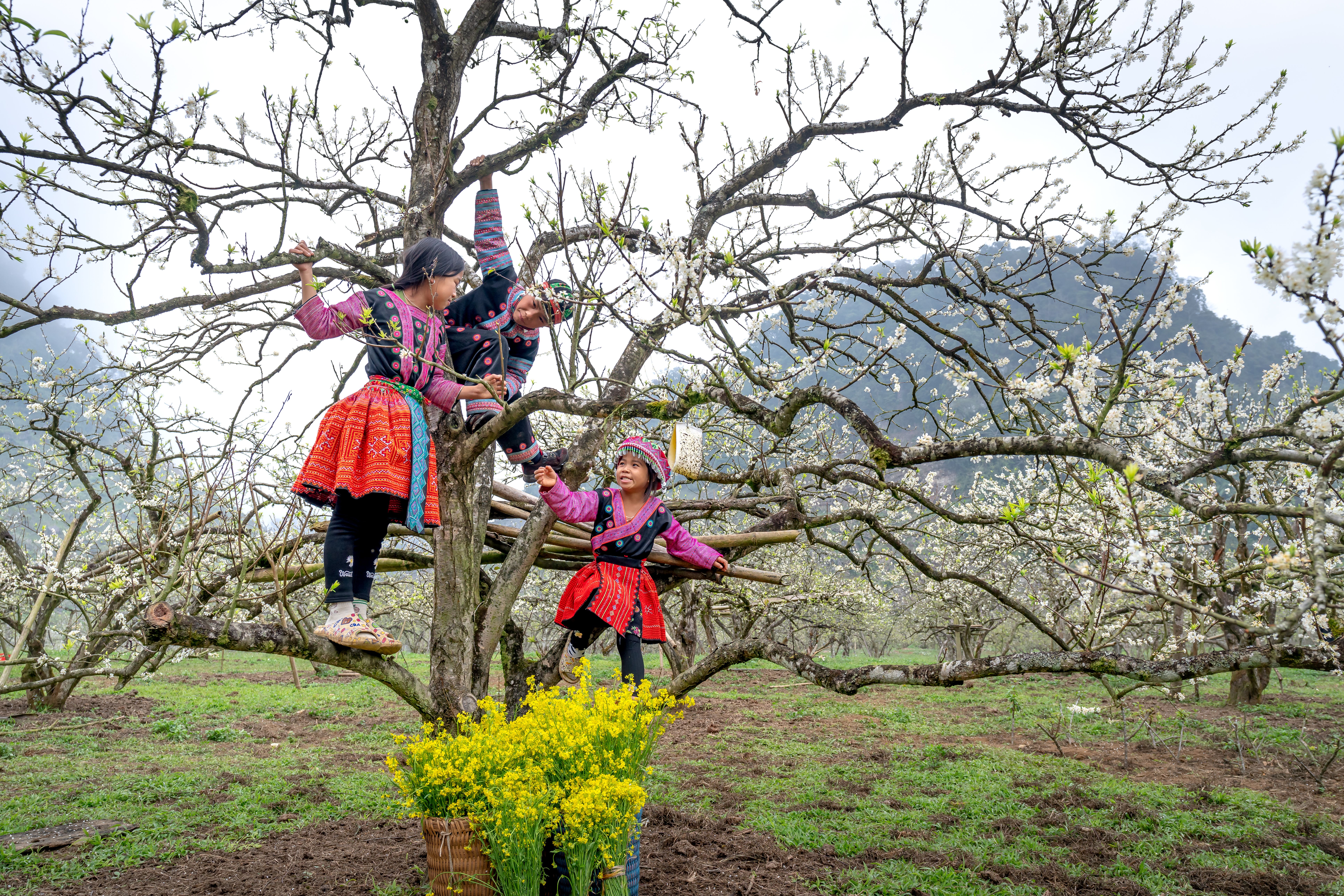 Two children in traditional clothing climb a blooming tree in a vibrant orchard.