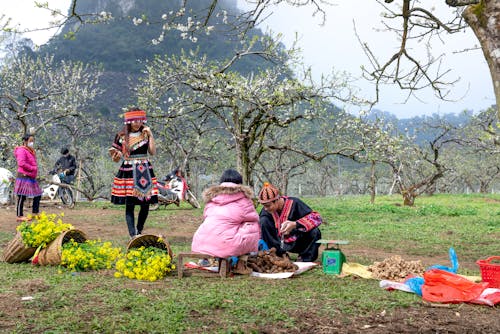 Immagine gratuita di agricoltura, alberi, campagna