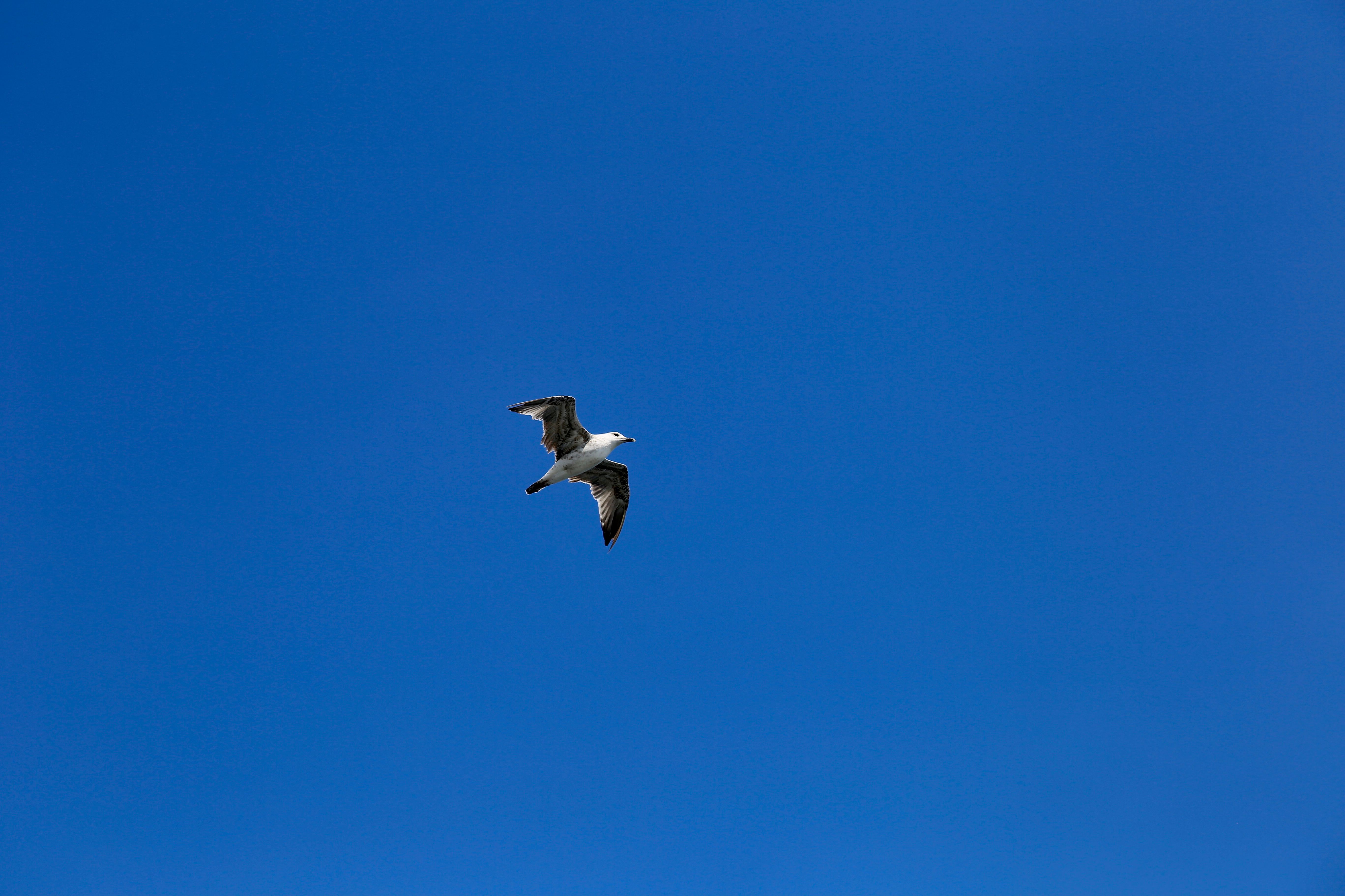 free-stock-photo-of-adalar