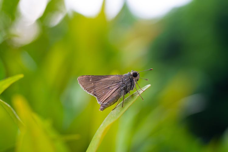 A Rice Swift On Green Leaf 