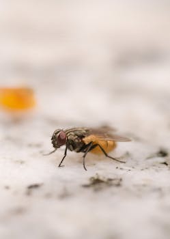 Detailed macro photograph of a fly with visible wings and body textures outdoors.