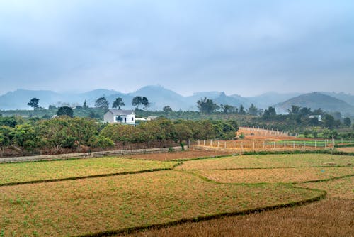 Fotos de stock gratuitas de agricultura, arboles, campo de hierba