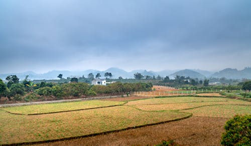 Fotos de stock gratuitas de agricultura, arboles, campo de hierba