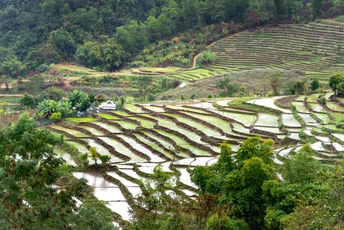 Free Lush green rice terraces in a hilly countryside landscape, showcasing agricultural beauty. Stock Photo