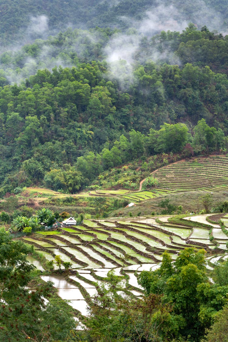 Rice Fields In Forest