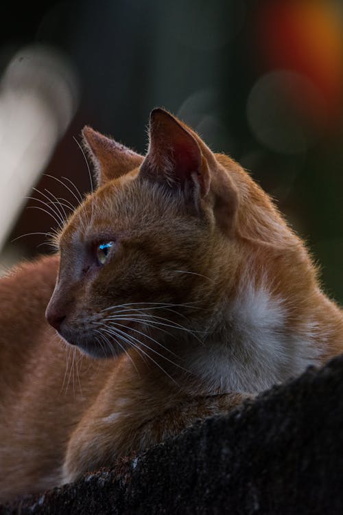 Close Up Photography of Brown Cat