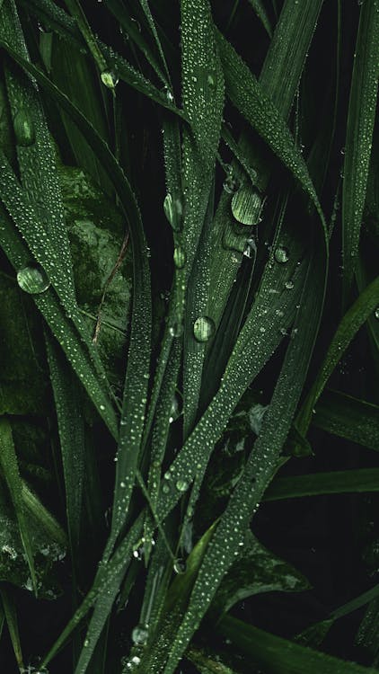 Water Droplets on Green Leaves · Free Stock Photo