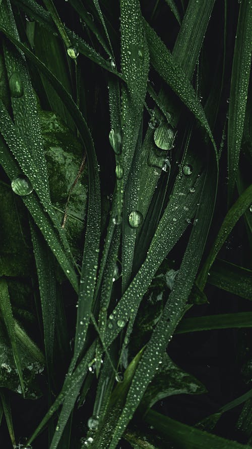 Foto d'estoc gratuïta de després de la pluja, fulles verdes, gotes de pluja
