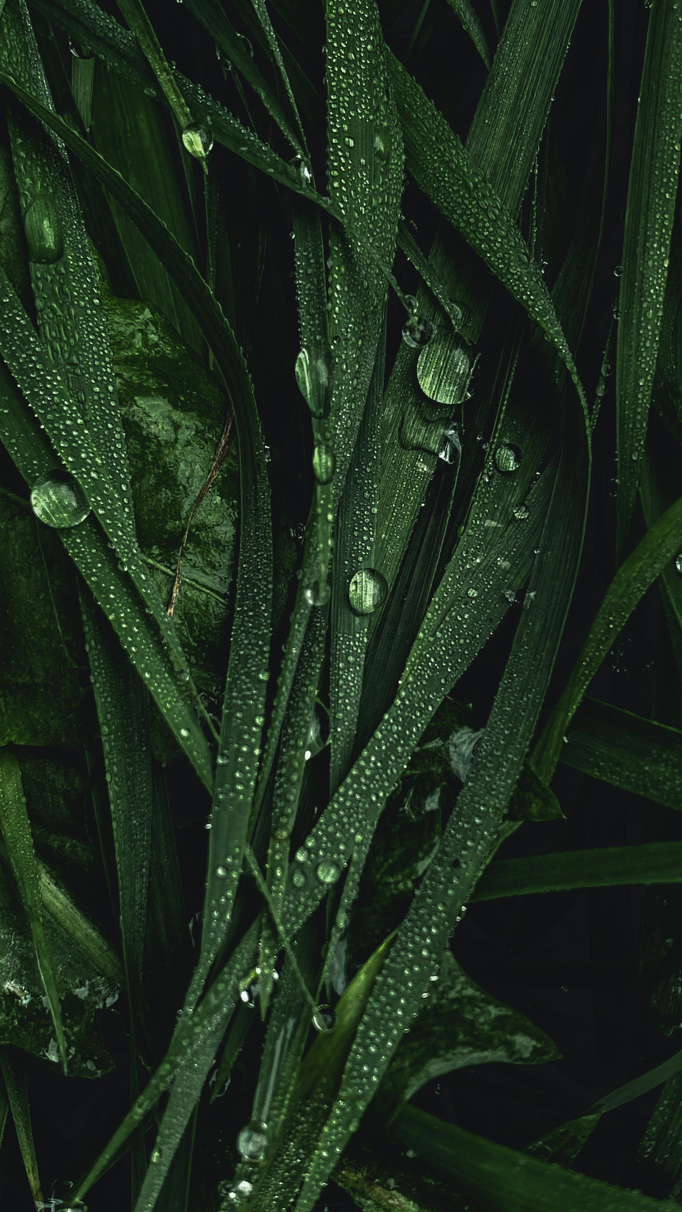 Close-Up Photo Of Green Leaves · Free Stock Photo