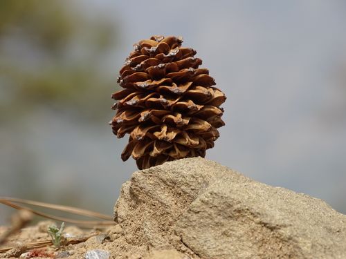 Free stock photo of baby pine cone, close up, low angle shot Stock Photo