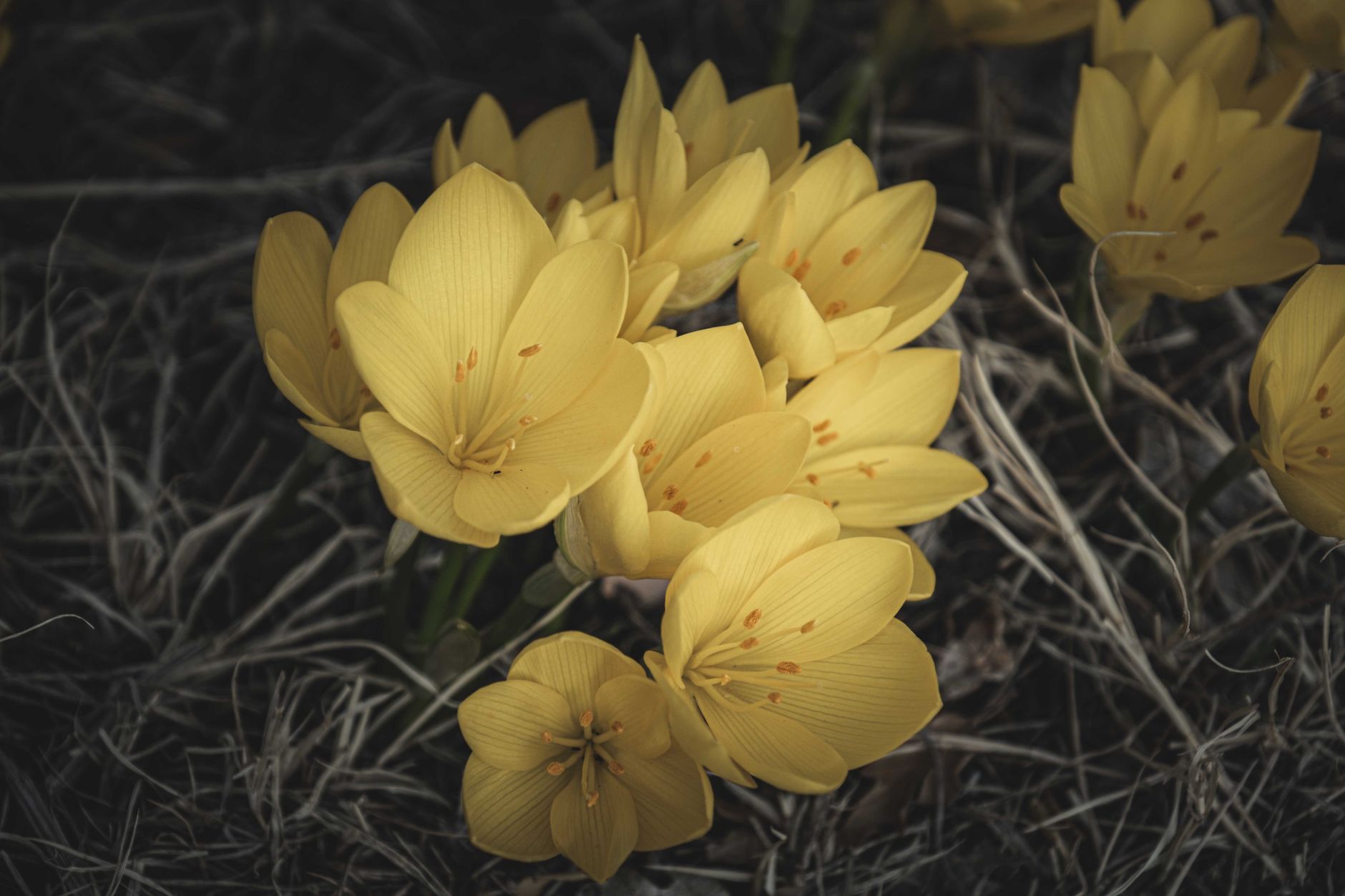 Close-up of vibrant yellow crocus flowers blooming in a natural outdoor setting.