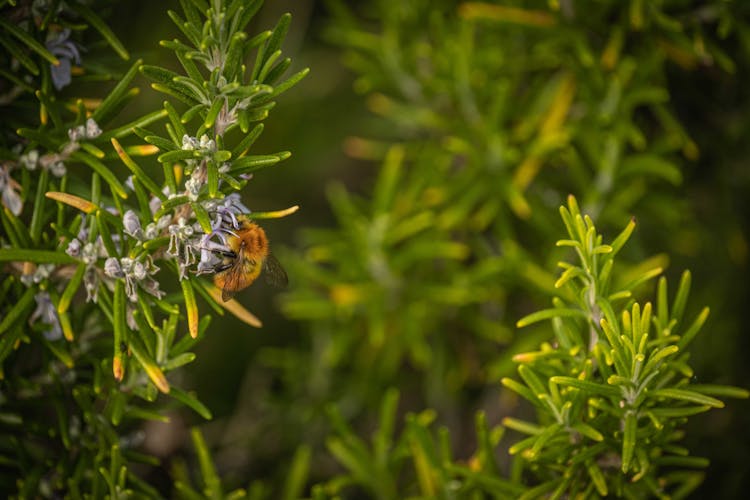 A Carder Bee On Flowers