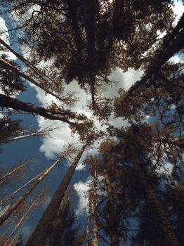 Looking up at majestic tall trees under a clear blue sky. Perfect for nature lovers.