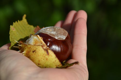 Foto d'estoc gratuïta de natura