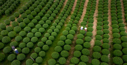 Gratis stockfoto met boerderij, gewassen, luchtfoto