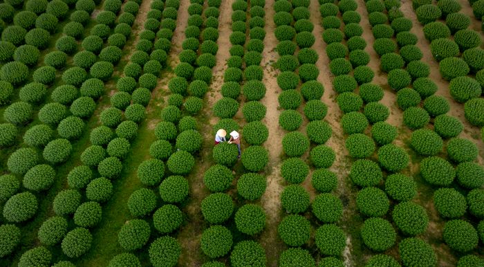 Coffee field