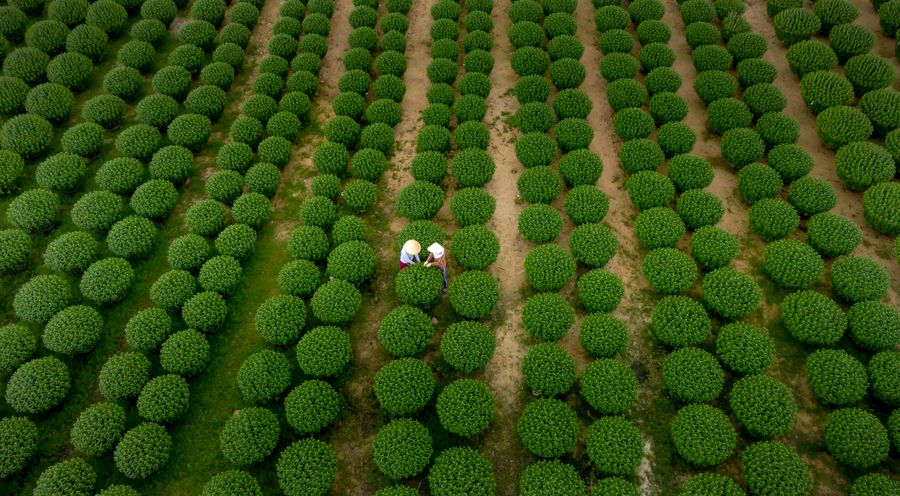 Aerial view of rows of coffee shrubs on a plantation