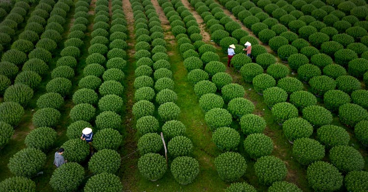 Farmers In The Tea Farm