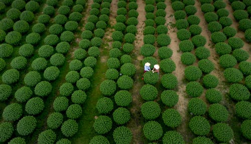 Gratis stockfoto met arbeiders, boerenbedrijf, dronefoto