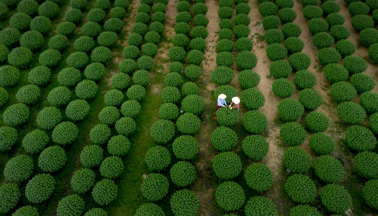 Workers On Field