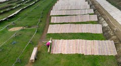 Photo of Rice Drying